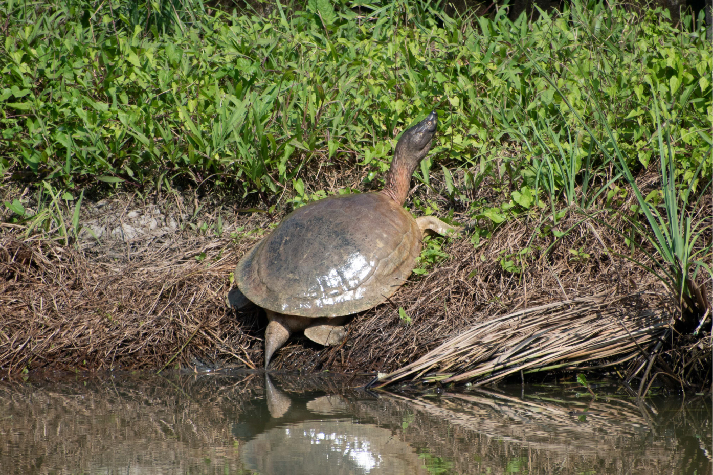 Research & Survey Assistance